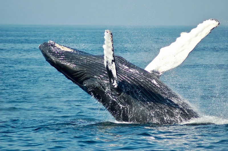 A humpback whale breaching off the coast